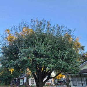 Christmas Tree Rebirth